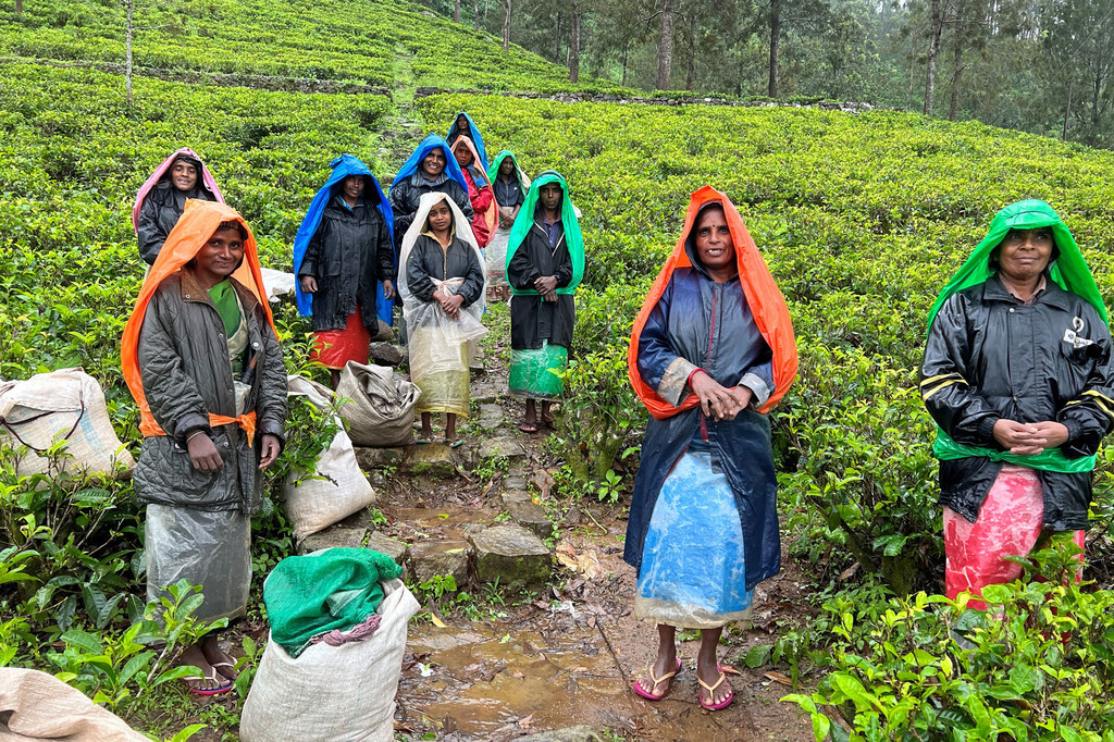 Des cueilleuses de thé, vêtus de leurs tenues de pluie, au Sri Lanka.